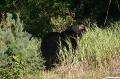 2005_killarney_21 回程的路上,居然见到一只黑熊. #637公路边.